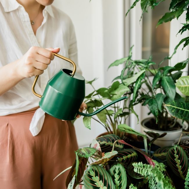 Pflanzen fürs Bad: Frau gießt Pflanzen mit einer Gießkanne