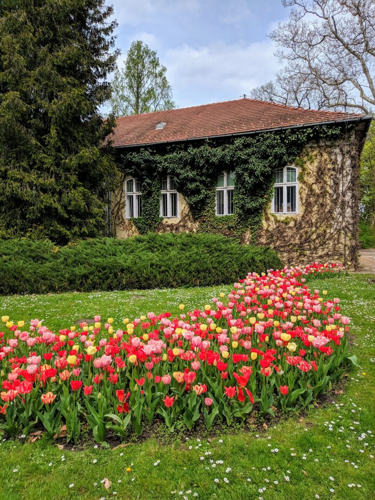 Tulpen im Graten